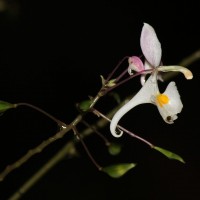 <i>Impatiens cornigera</i>  Arn.